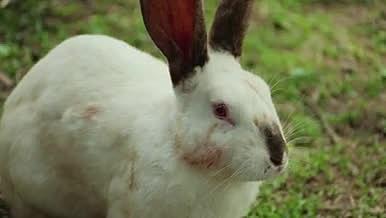 4k实拍可爱小白兔兔子动物空镜视频的预览图